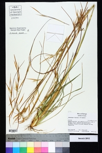 Andropogon virginicus var. virginicus image