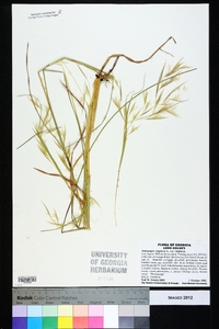 Andropogon virginicus var. virginicus image