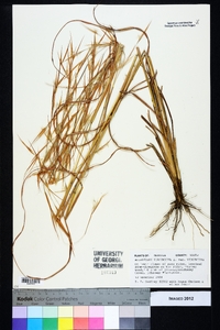 Andropogon virginicus var. virginicus image