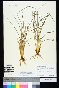 Andropogon virginicus var. virginicus image