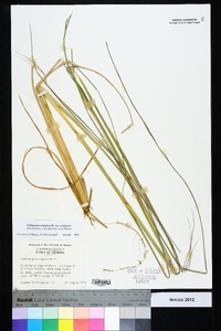 Andropogon virginicus var. virginicus image