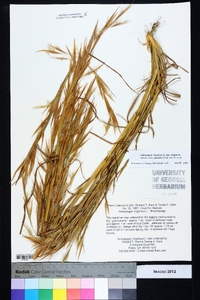 Andropogon virginicus var. virginicus image