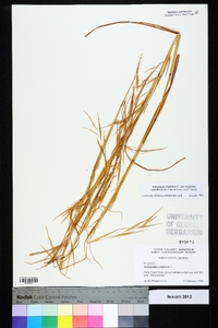 Andropogon virginicus var. virginicus image