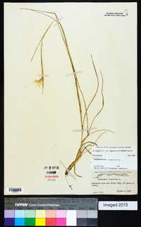 Andropogon virginicus var. virginicus image