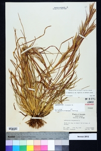 Andropogon virginicus var. virginicus image