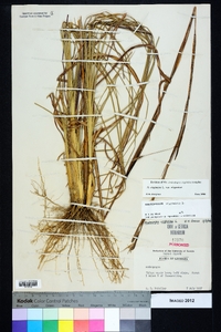 Andropogon virginicus var. virginicus image