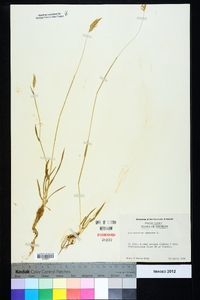 Anthoxanthum odoratum image