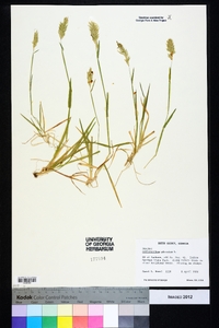 Anthoxanthum odoratum image