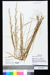 Aristida condensata image