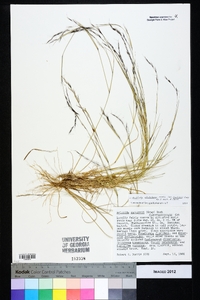 Aristida dichotoma var. curtissii image