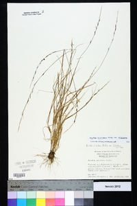 Aristida dichotoma image