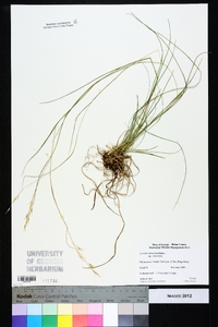 Aristida dichotoma image