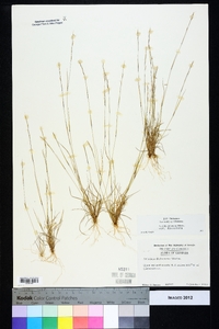 Aristida dichotoma var. dichotoma image