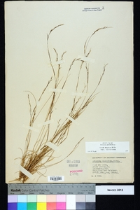 Aristida dichotoma var. dichotoma image