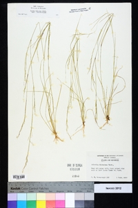 Aristida dichotoma image