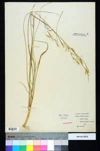 Aristida lanosa image