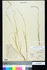 Aristida longespica var. longespica image