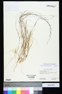 Aristida longespica image