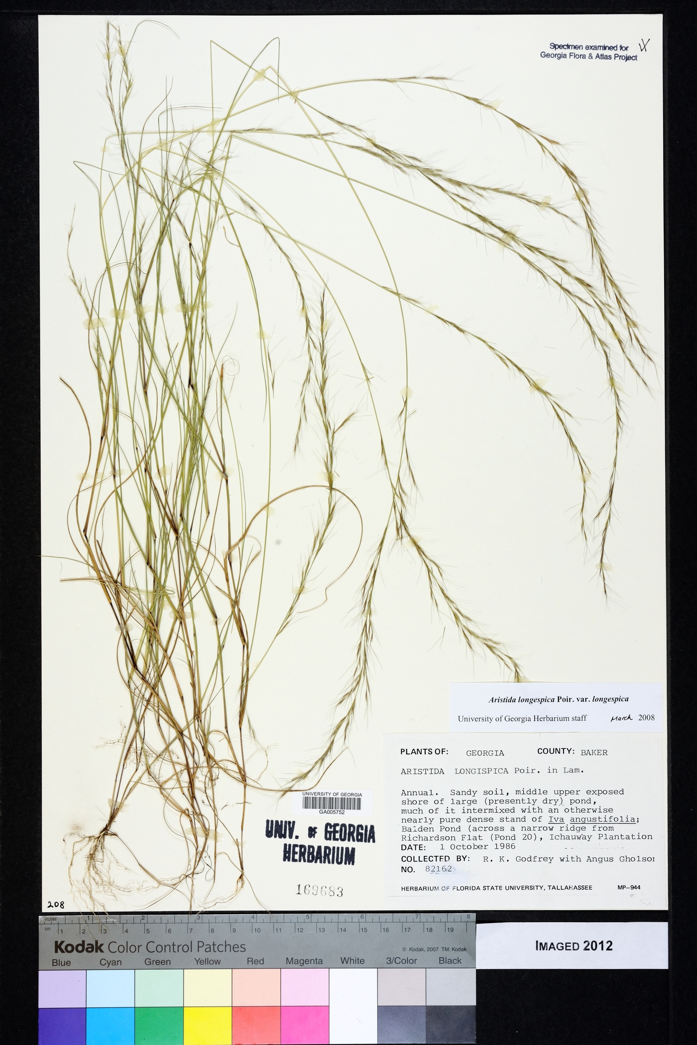 Aristida longespica var. longespica image