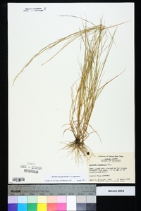 Aristida longespica var. longespica image