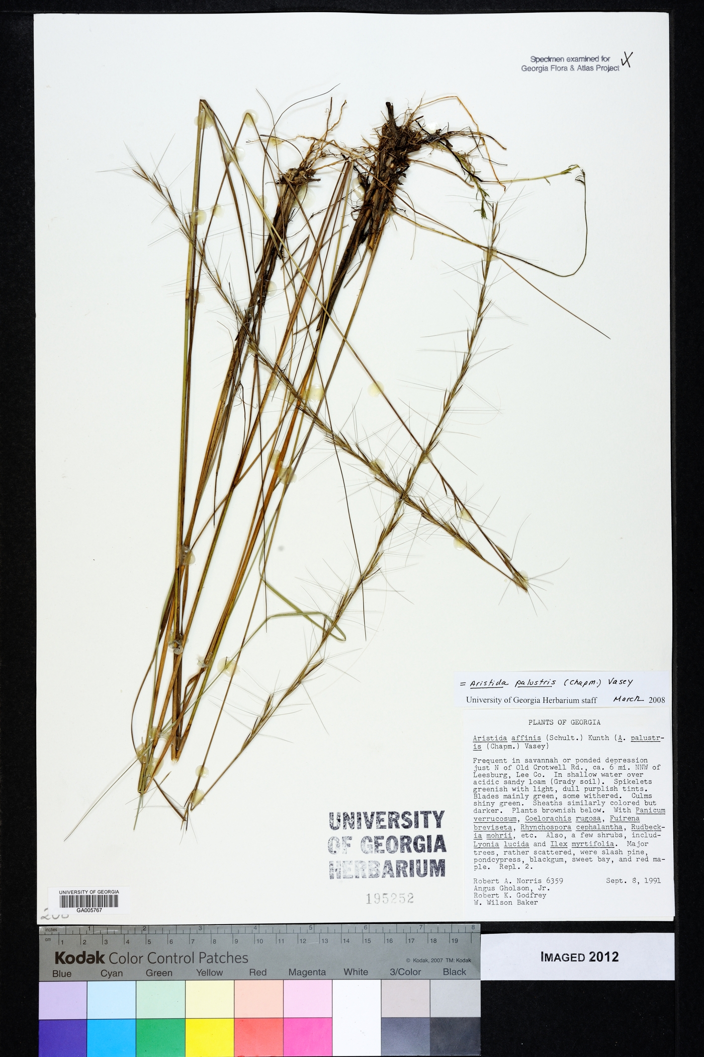 Aristida palustris image