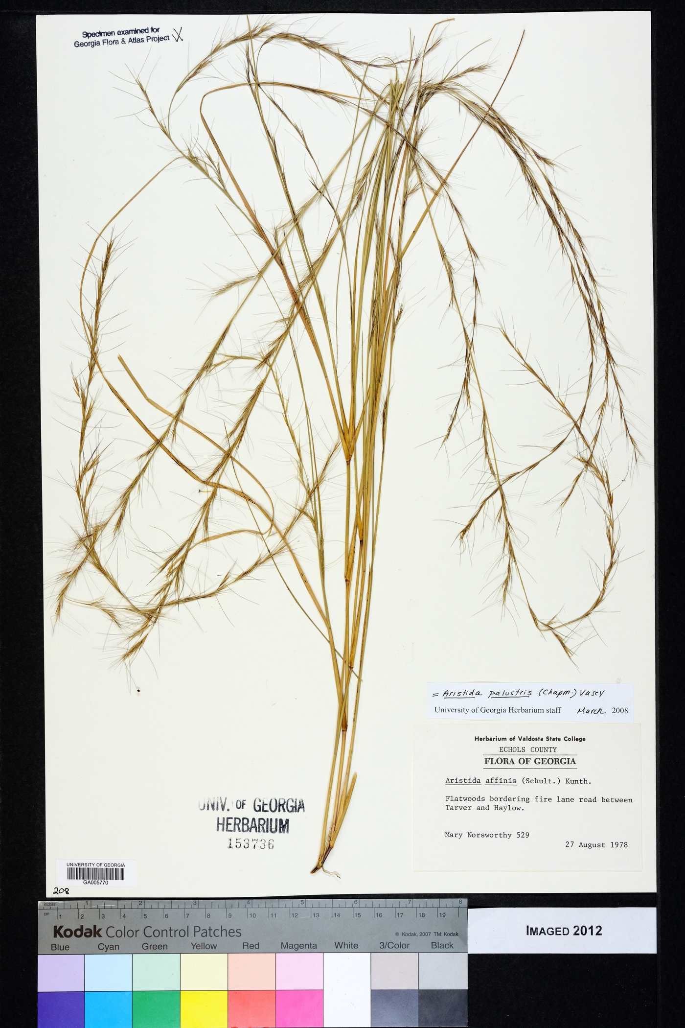 Aristida palustris image