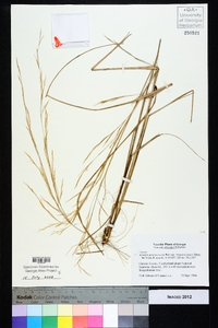 Aristida purpurascens image