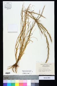 Aristida purpurascens image