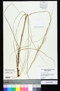 Aristida purpurascens image