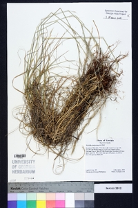 Aristida purpurascens image