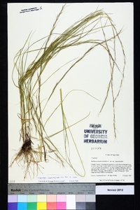 Aristida purpurascens image