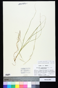 Aristida purpurascens image