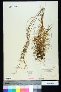 Aristida purpurascens image