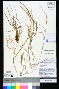 Aristida purpurascens image