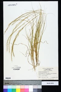 Aristida purpurascens image