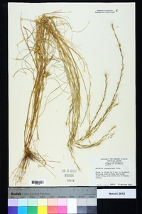 Aristida purpurascens image