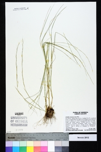 Aristida purpurascens image