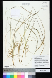 Aristida purpurascens image