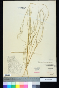 Aristida purpurascens image