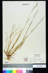 Aristida purpurascens image