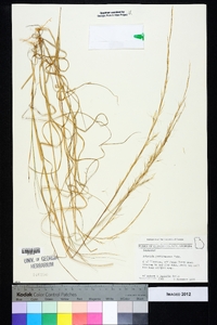 Aristida purpurascens image