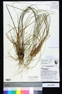 Aristida purpurascens image