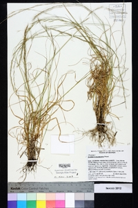 Aristida purpurascens image