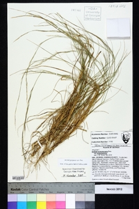 Aristida purpurascens image