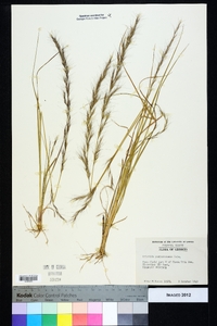 Aristida purpurascens image