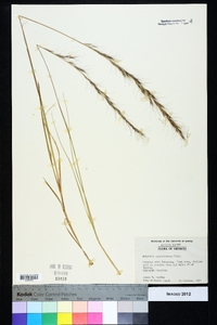 Aristida purpurascens image