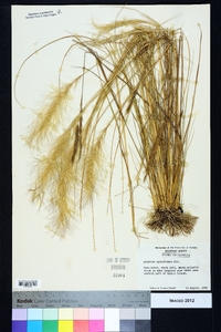 Aristida spiciformis image