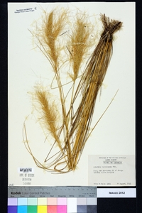 Aristida spiciformis image