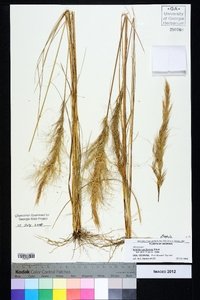 Aristida spiciformis image