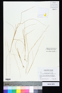 Aristida spiciformis image